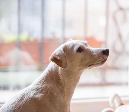 Portrait of the smooth-haired dogs Parson Jack Russell Terrier in the room 
