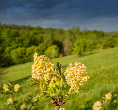 flowering plant on a background of green leafy forests and thundercloudsの写真素材