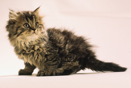 cute fluffy kitten looking to the side on a light backgroundの写真素材