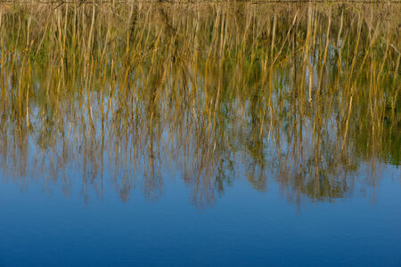 reflection of trees and forests of blue sky in waterの写真素材