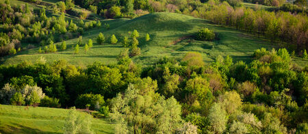 Hill covered with green forest  Spring evening  Landscape in a hilly area 