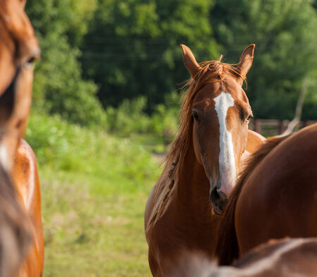 British horse portrait against of the horses in the herd on the farmの写真素材