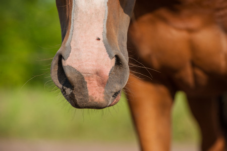 English breed horseの写真素材