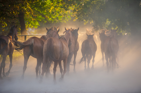herd of horses back to the ranch pastures, summer seasonの写真素材