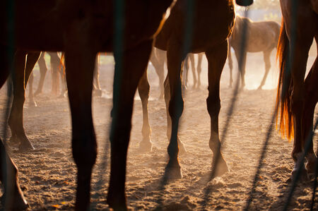 English breed horsesの写真素材
