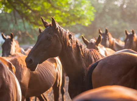 herd of horses back to the ranch pastures, summer seasonの写真素材