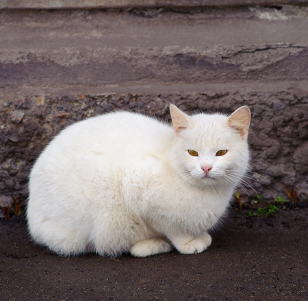 housecat on an asphalt track, winter seasonの写真素材