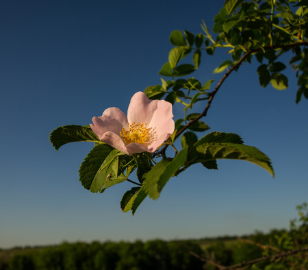 brier flowers on sky background, spring seasonの写真素材