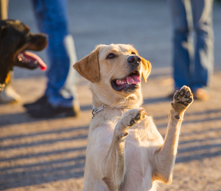 domestic dog labrador sitting on his hind legsの写真素材