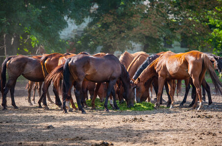 English breed horses on the ranch, the summer seasonの写真素材