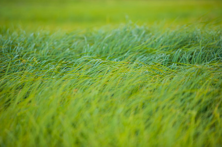 fresh green grass on blurred green background, summer seasonの写真素材