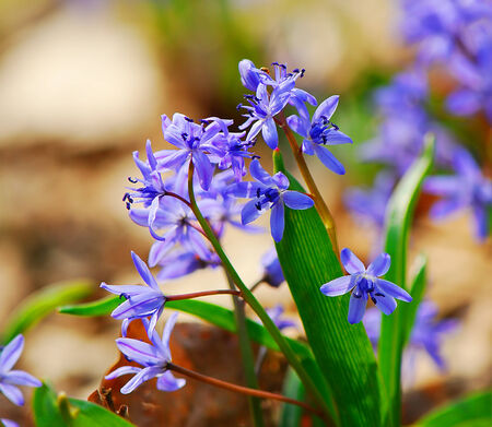 first spring flowers bluebell  Scilla  in the park, closeup