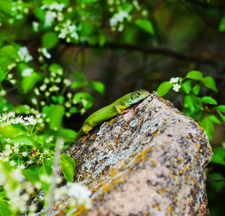 green lizard on granite stone background, spring seasonの写真素材
