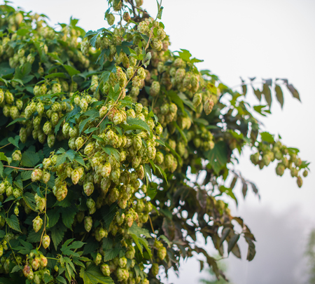 landscape with plants on a background of forest and river in the countryside in the fogの写真素材