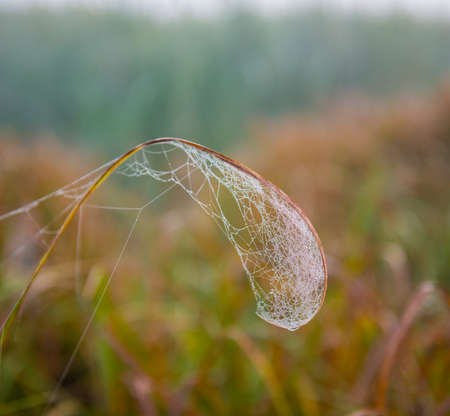 web with drops of dew on plants in rural areas