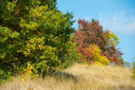 trees covered with autumn leaves on blue sky backgroundの写真素材