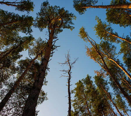 pine forest on the background of the morning sky