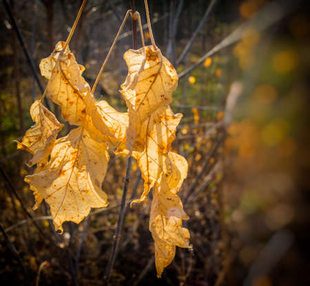 autumn leaves in the forest sunny dayの写真素材