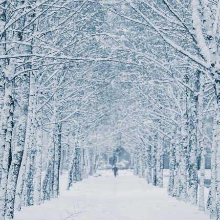 Alley of birch trees in a park covered with snow