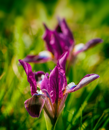 blooming iris flower, spring seasonの写真素材