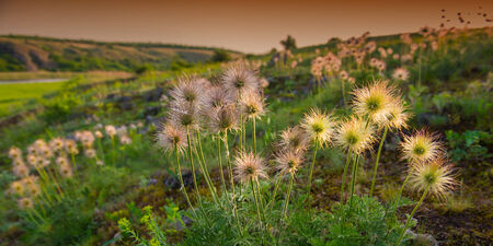 wild flowers on a background of green grass, spring season