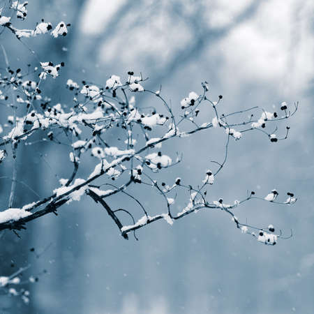 winter snow covered branches of plants in the parkの写真素材