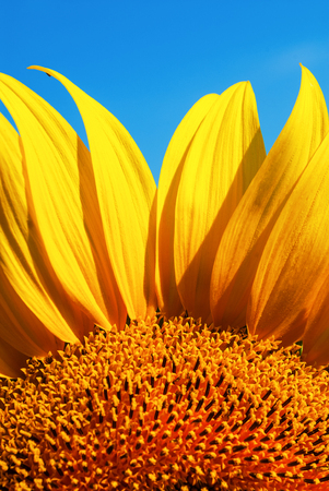 open flower of sunflower against the blue sky sunny dayの写真素材