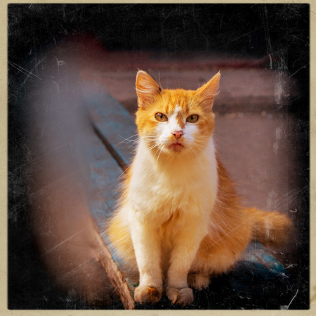portrait of a cat on a city backgroundの写真素材
