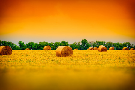 packaging of fresh hay lie in the field after harvest, rural landscapeの写真素材