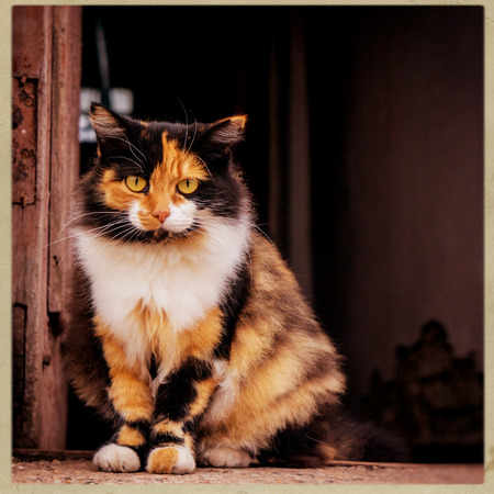 portrait of a cat on a city backgroundの写真素材
