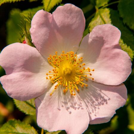 blooming wildflowers on fresh green backgroundの写真素材