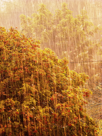 spring rain and green foliage maple treeの写真素材