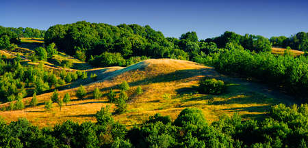 rural landscape, trees in the summer dayの写真素材