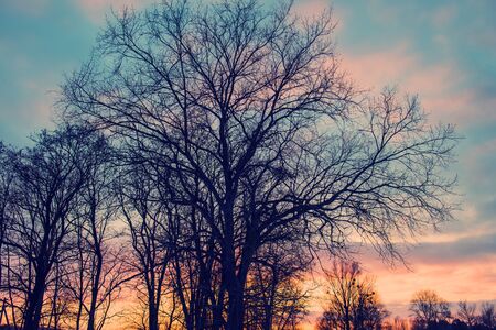 trees against the evening sky in the village, the winter seasonの写真素材