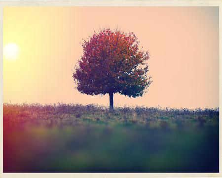 landscape sun and a lone tree in a field autumn season