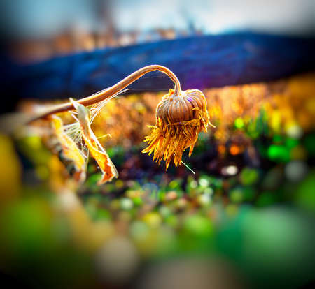 autumn flower on blurred background on a sunny dayの写真素材