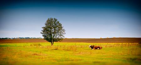 rural landscape tree and the cow field and autumn dayの写真素材