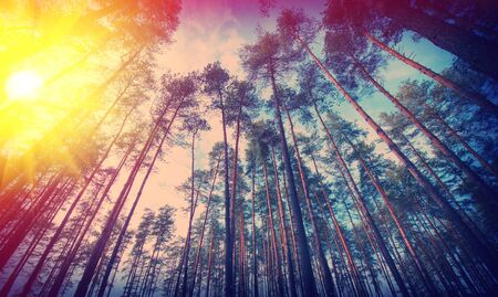 Rural landscape of pine woods and sunny dayの写真素材