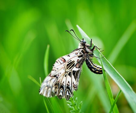 butterfly on blurred green background, spring season