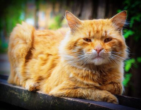 pet cat sitting on a city streetの写真素材