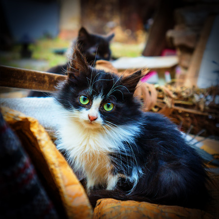 Portrait of a young abandoned kittenの写真素材