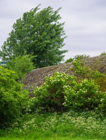 granite stones and flowering plants, spring landscapeの写真素材