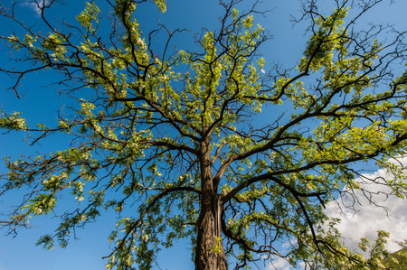flowering acacia tree against the blue sky