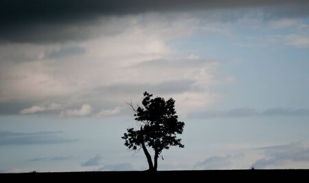 landscape with single tree in the evening sky, spring seasonの写真素材