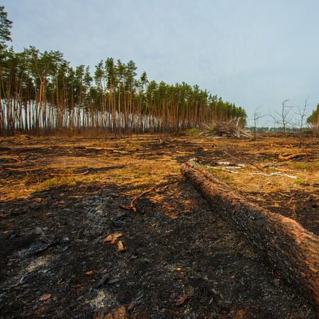 Landscape after the fire in a pine forest