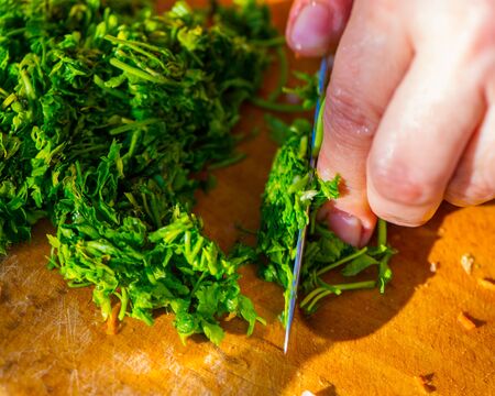 Cutting parsley for salad summer in the villageの写真素材