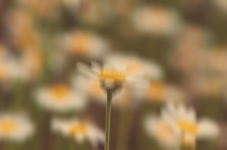 wild daisy flower growing in a field blurred backgroundの写真素材