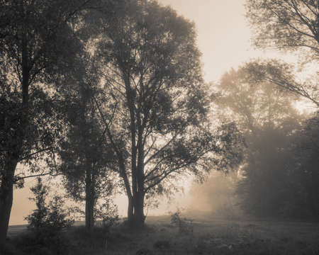 dawn misty morning forest background Villageの写真素材