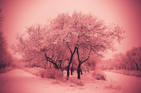 Trees in a city park covered with snow, landscapeの写真素材