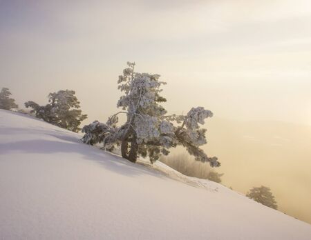 winter landscape pine trees covered in snow on a mountain slopeの写真素材